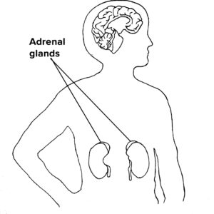 Chapter 6 - Adrenal Glands